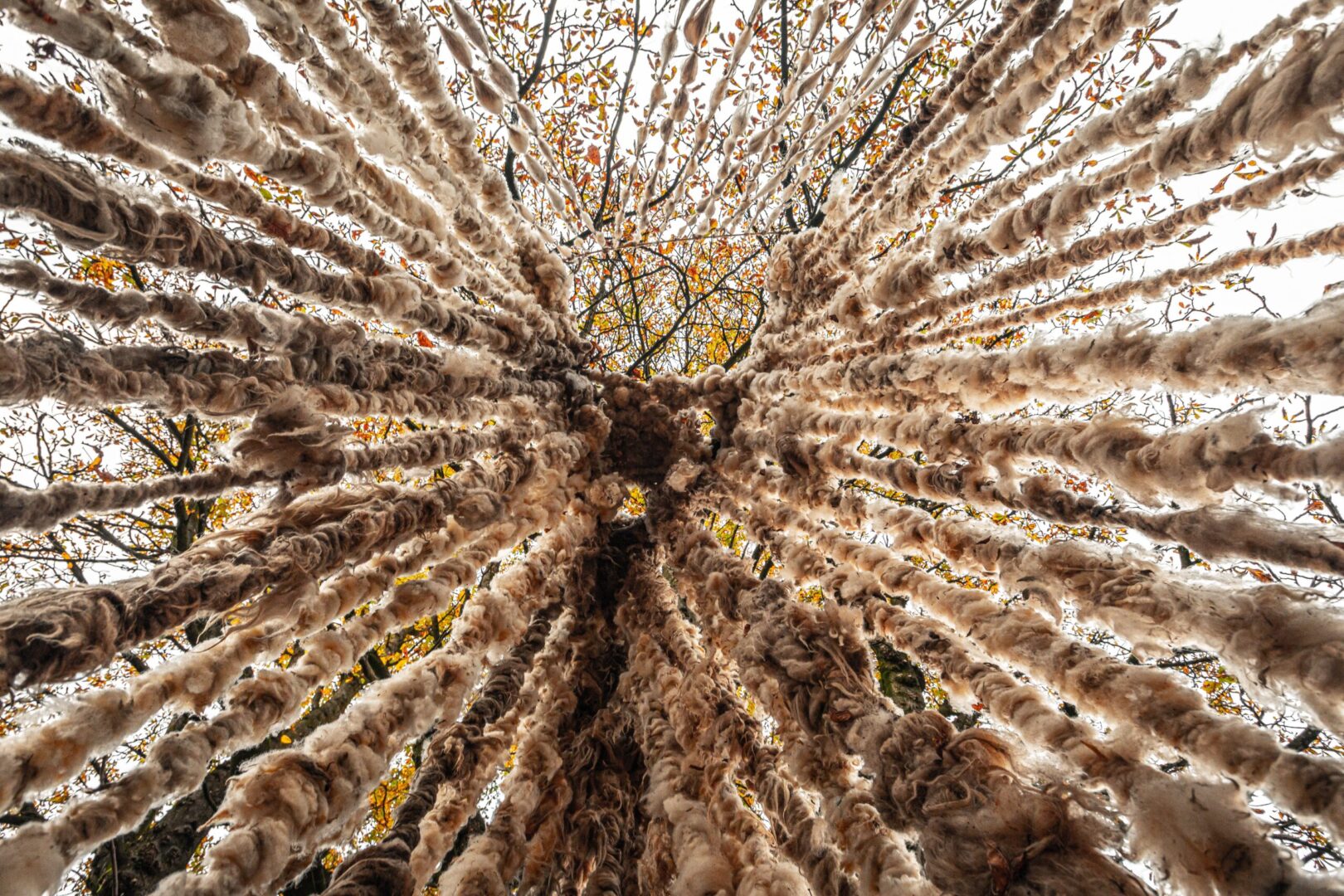 boom-katoen-8723 (2)